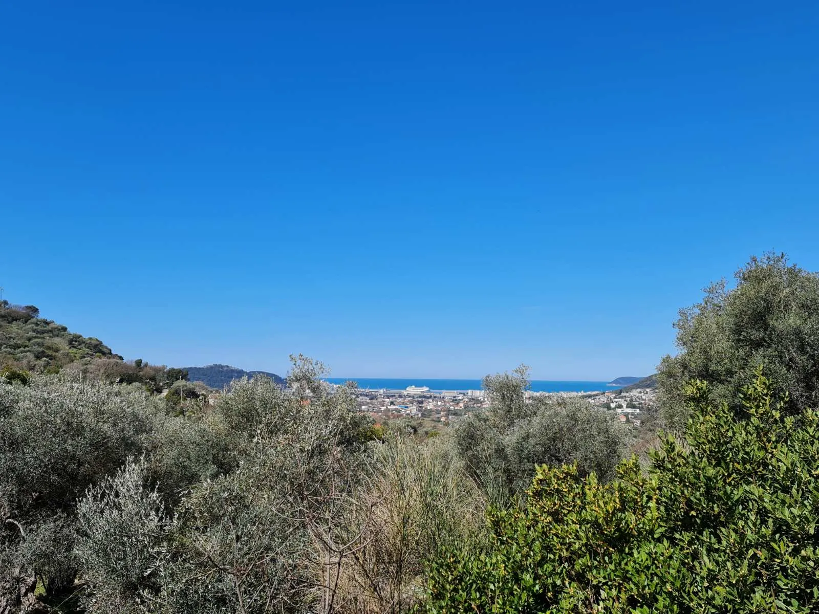Olive grove in Bar