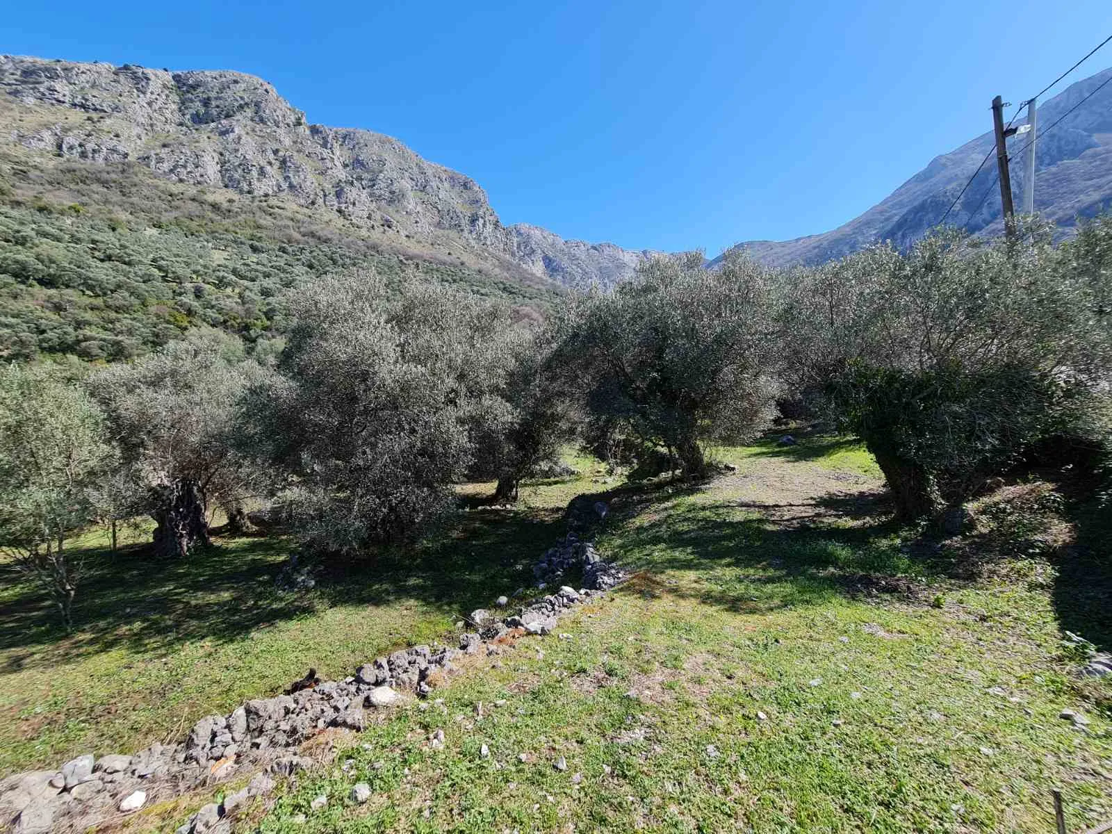 Olive grove in Bar