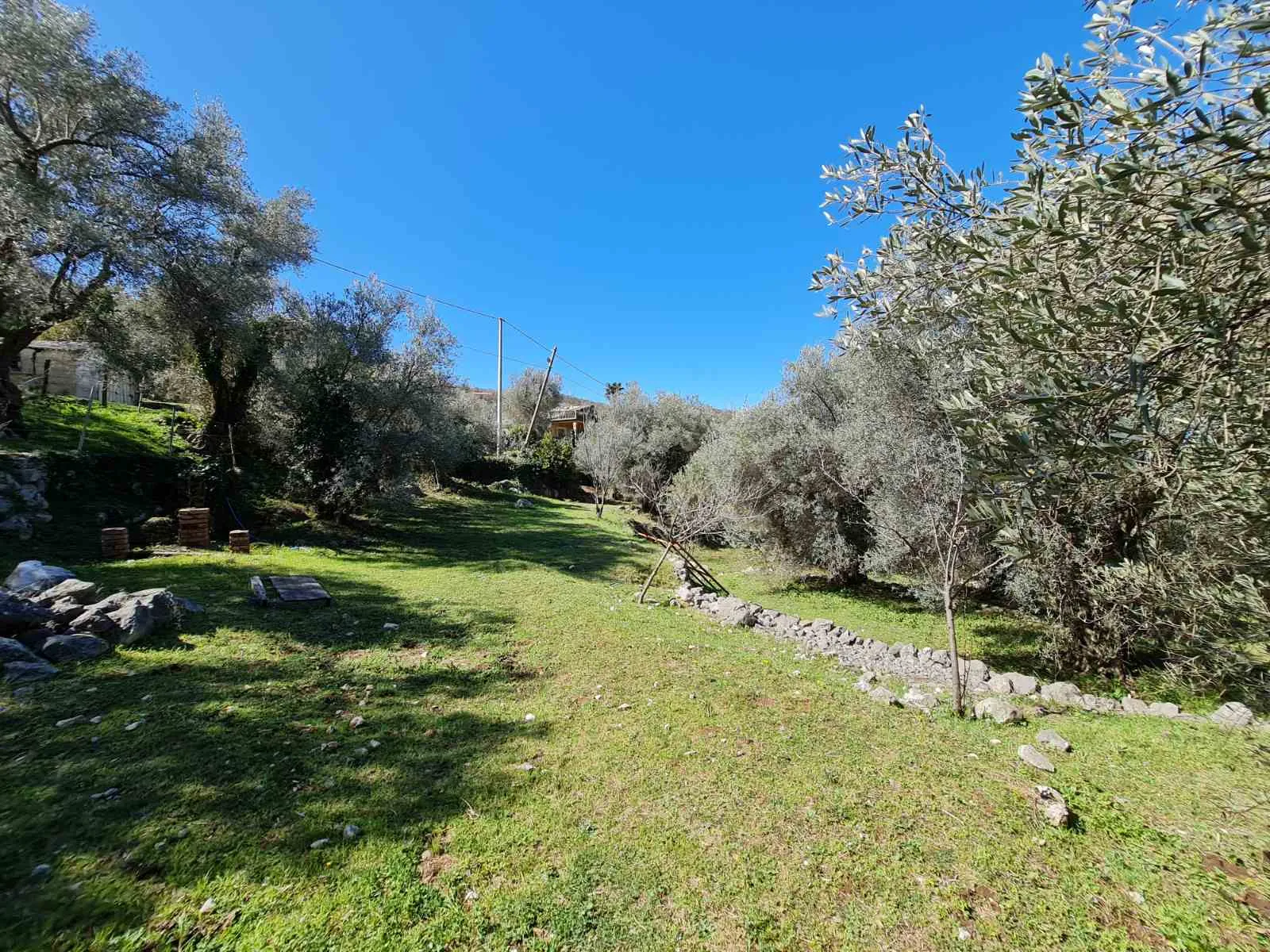 Olive grove in Bar