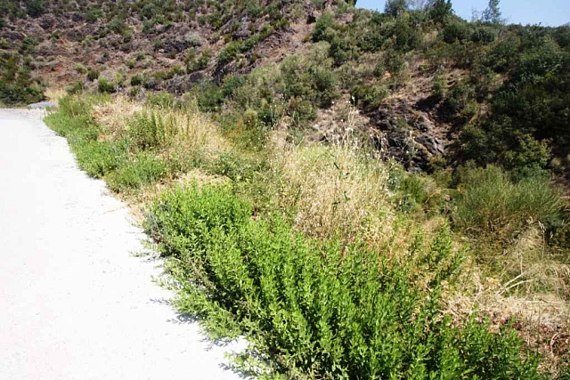 Plot in Becici — photo 4