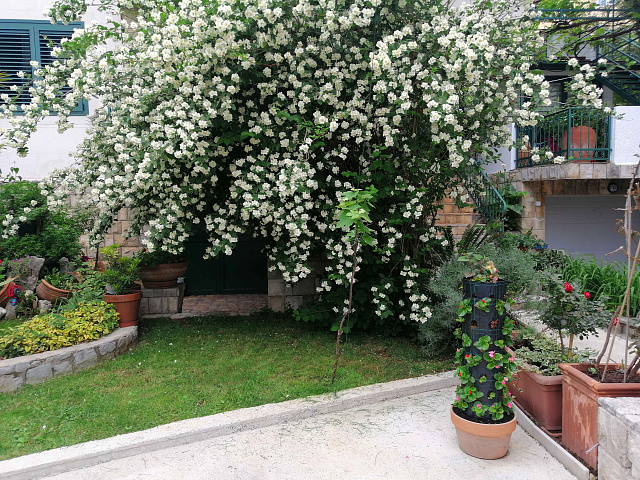 Spacious house in Budva — photo 15