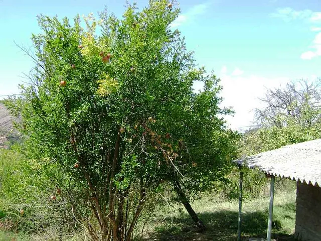 Land in Bar